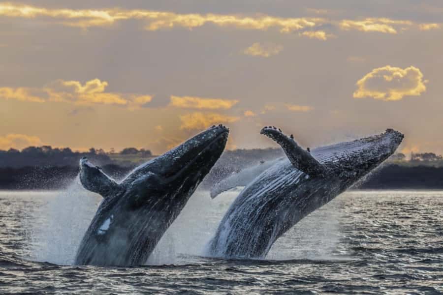 Waikiki: Sunset Whale Watching with 2 Drinks (BYOB-Friendly) - If whales aren’t spotted: what the reboarding promise really means