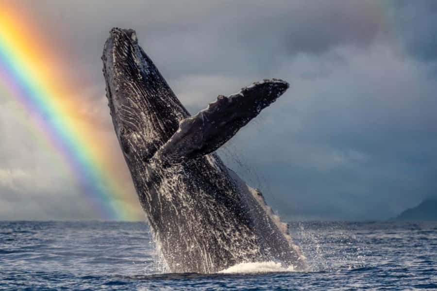 Waikiki: Sunset Whale Watching with 2 Drinks (BYOB-Friendly) - What to bring (and what to wear) for a comfortable ocean evening