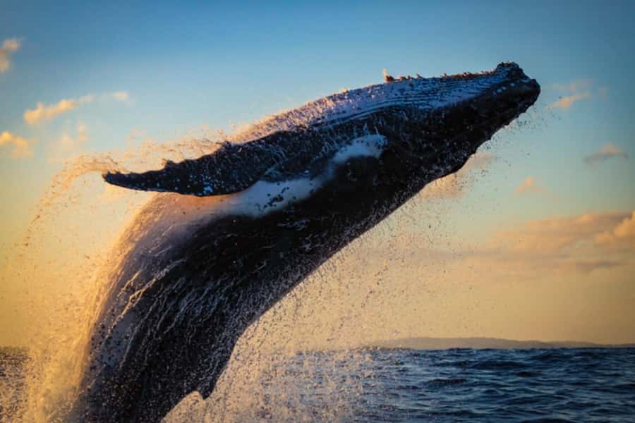 Waikiki: Sunset Whale Watching with 2 Drinks (BYOB-Friendly) - Humpback whales in Hawaii’s winter migration: what you’re really trying to see