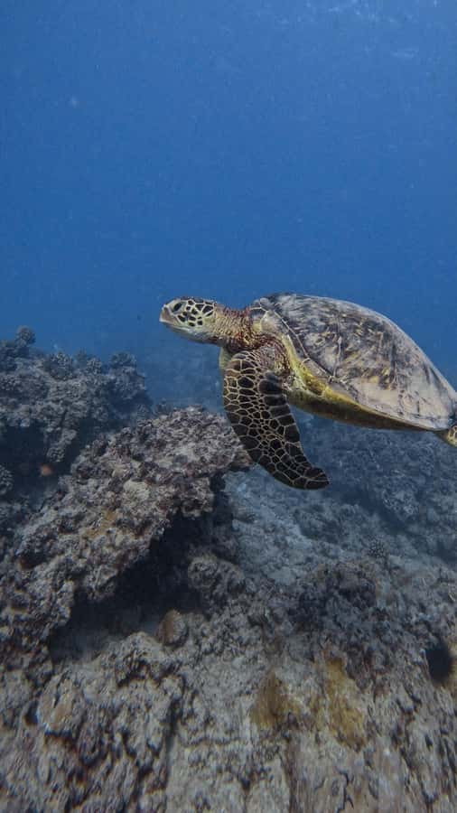 Waikiki: Turtle Canyon Snorkel Tour with Small Group - The 32-foot high-speed Zodiac ride: fast, smooth, and fun