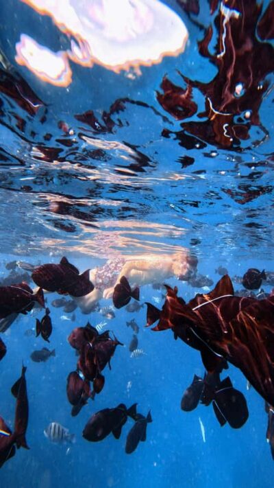 Waikiki: Turtle Canyon Snorkel Tour with Small Group - Kewalo Basin meeting point and how boarding really goes