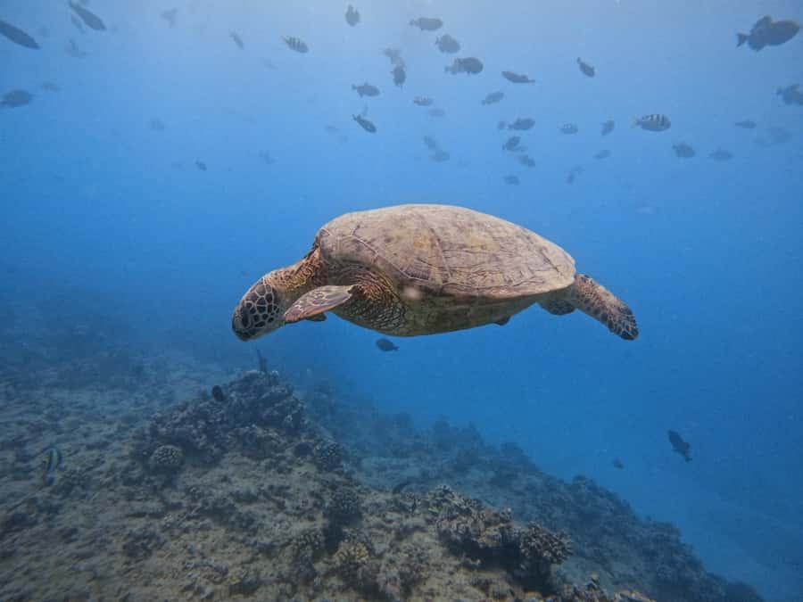 Waikiki: Turtle Canyon Snorkel Tour with Small Group - Snorkeling in Turtle Canyon: what you’re likely to see