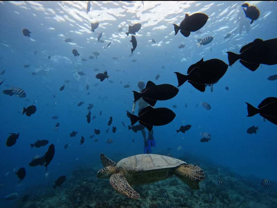 Waikiki: Turtle Canyon Snorkel Tour with Small Group - Snorkel etiquette: safety rules that protect turtles and you