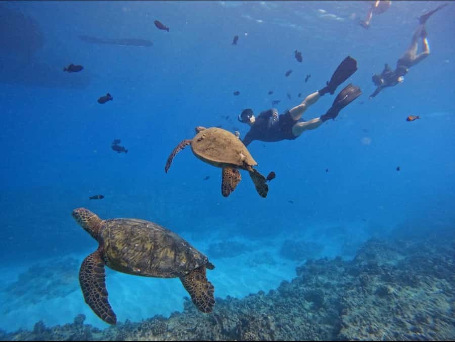 Waikiki: Turtle Canyon Snorkel Tour with Small Group - Included extras that add real value (not just convenience)