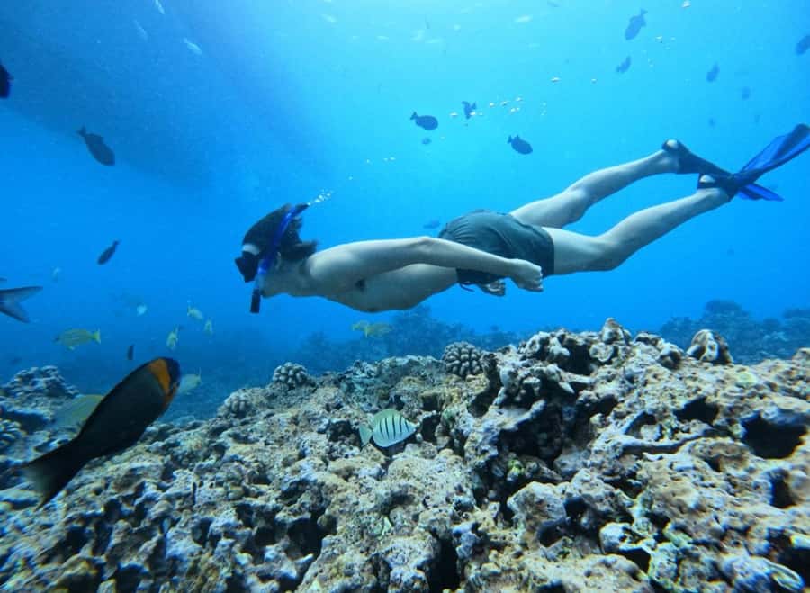 Waikiki: Turtle Canyon Snorkel Tour with Small Group - Small group of 6: why it matters in the water