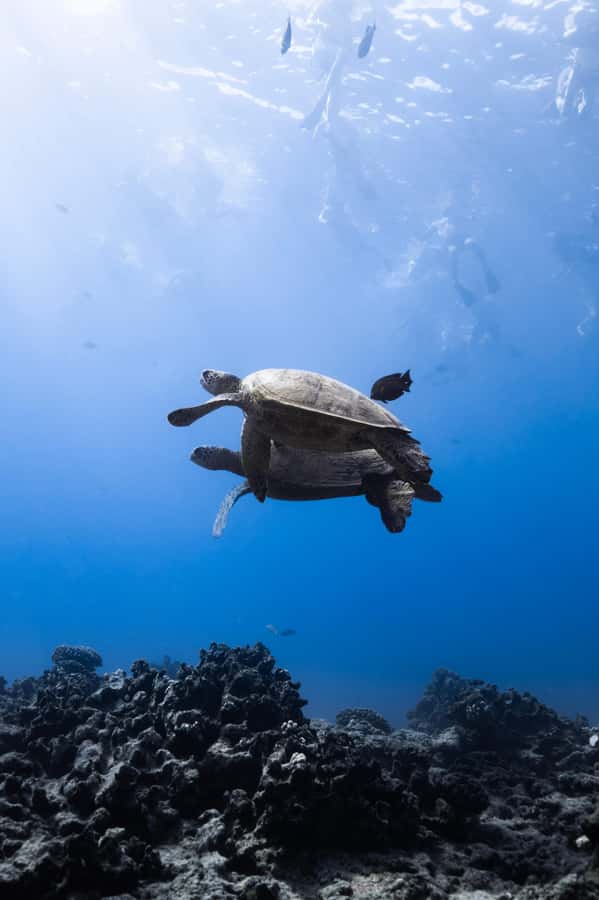 Waikiki: Turtle Canyon Snorkel Tour with Small Group - Planning tips: weather, timing changes, and how to stay flexible