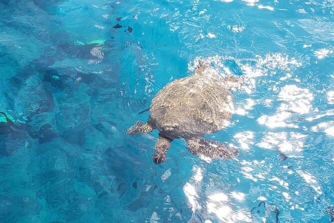 Waikiki Turtle Canyon Snorkeling Adventure - Pickup in Waikiki and Kewalo Basin Meeting Point: Gate D110 timing