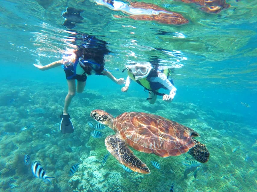 Waikiki: Turtle Snorkeling Cruise with 20ft Jumping Platform - Key Things to Know Before You Go