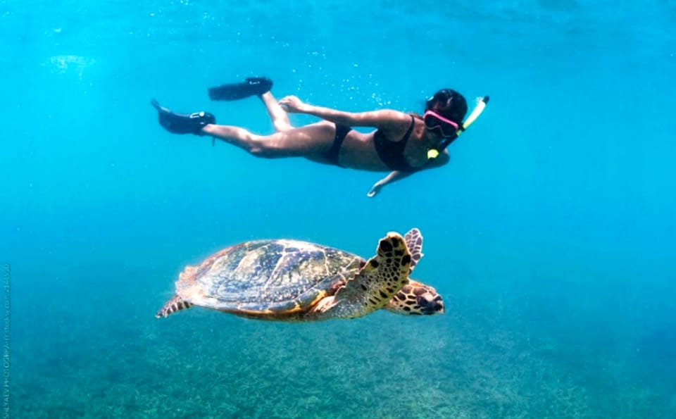 Waikiki: Turtle Snorkeling Cruise with 20ft Jumping Platform - Safety Briefing First, Then Out to the Best Snorkel Spots