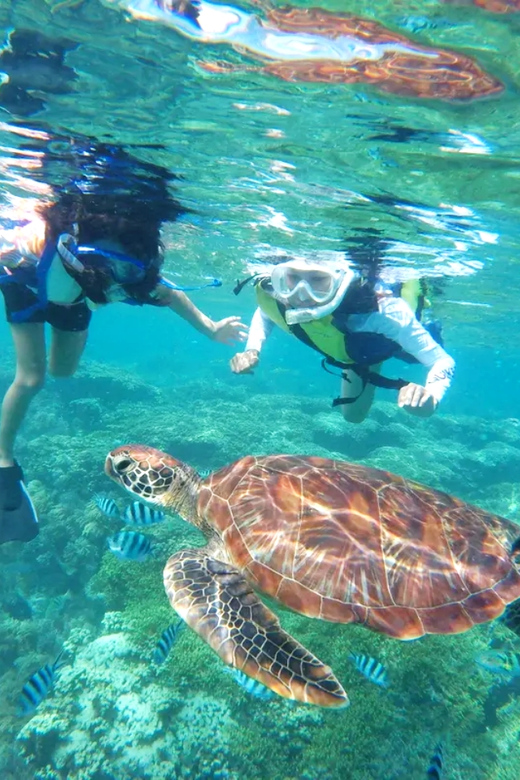 Waikiki: Turtle Snorkeling Cruise with 20ft Jumping Platform - The Real Value of the $89 Price Tag