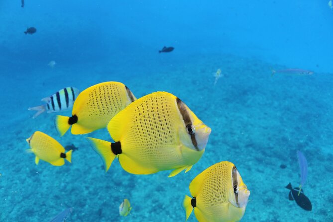 Waikiki Turtle Snorkeling Tour with Complimentary Trolley Ride - What you can actually see: honu, dolphins, and whale season chances
