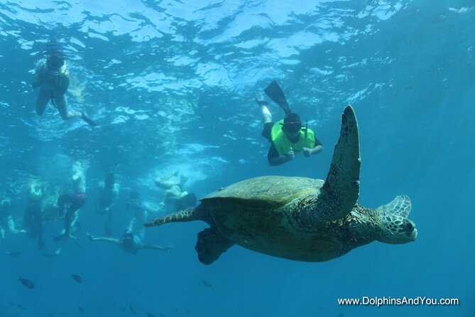 Waikiki Turtle Snorkeling Tour with Complimentary Trolley Ride - The crew names that kept showing up (and why that matters)