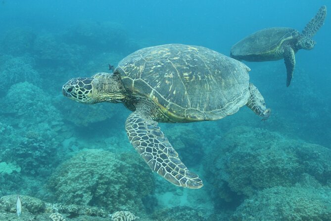 Waikiki Turtle Snorkeling Tour with Complimentary Trolley Ride - Price and value: is $100.80 worth it?