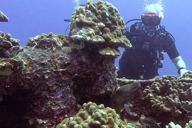 Waikiki Two Tank Guided Scuba Diving Adventure: Certified Diver - Key Things To Know Before You Go