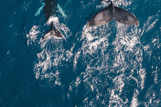 Waikiki Whale Watching Cruise - Ala Moana meeting point: show up near public transit