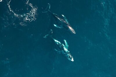 Waikiki Whale Watching Cruise - The 2-hour timing: what a short cruise does well