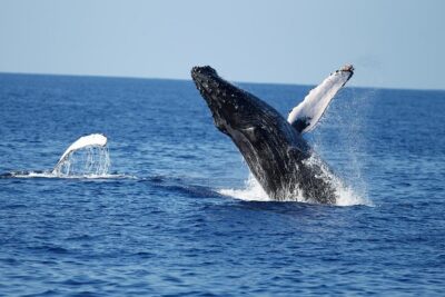 Waikiki Whale Watching Cruise with Snack & Trolley Transportation - Diamond Head searching game: spotting whales without the guesswork