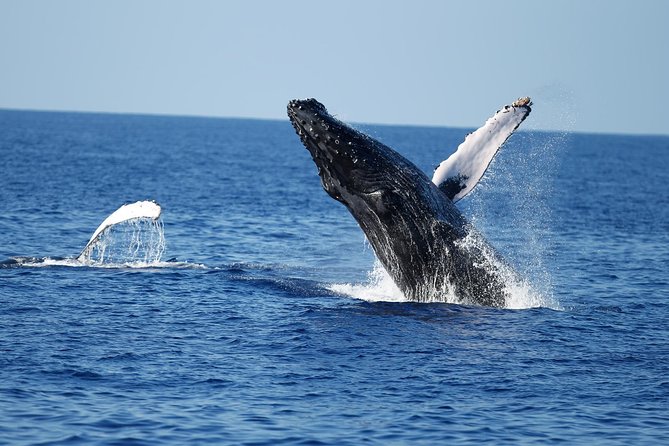 Waikiki Whale Watching Cruise with Snack & Trolley Transportation - Diamond Head searching game: spotting whales without the guesswork