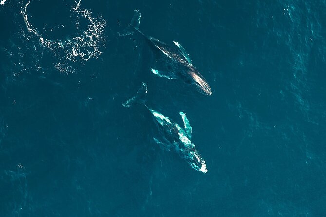 Waikiki Whale Watching Cruise - The 2-hour timing: what a short cruise does well
