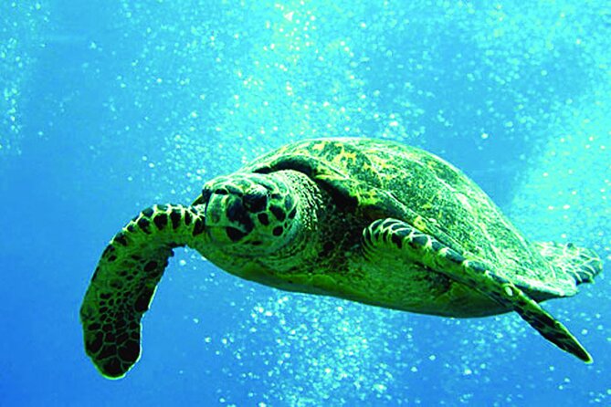 West Oahu Afternoon Turtle Snorkel Sail - Key highlights worth your attention