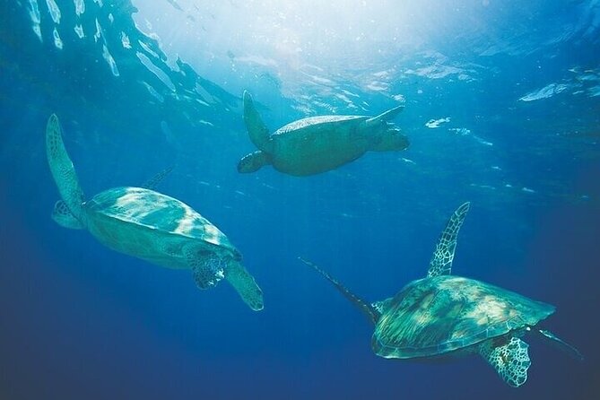 West Oahu Afternoon Turtle Snorkel Sail - Catamaran Ride From Waiʻanae Small Boat Harbor: What the timing really buys you