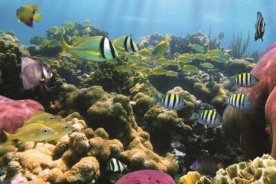 West Oahu Afternoon Turtle Snorkel Sail - Waianae, Waikiki, and Ko Olina: how the coast stops shape the experience