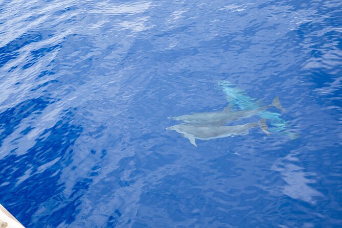 West Oahu Afternoon Turtle Snorkel Sail - Price and value at $89: what you’re paying for besides the boat