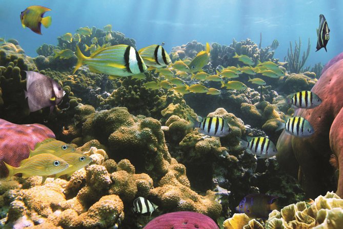 West Oahu Afternoon Turtle Snorkel Sail - Waianae, Waikiki, and Ko Olina: how the coast stops shape the experience