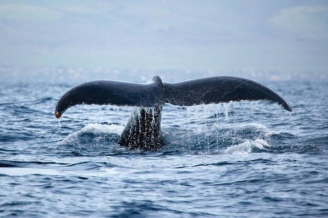 West Oahu Deluxe Whale Watching Sail - Two Hours Out West: What Makes This Whale Sail Different