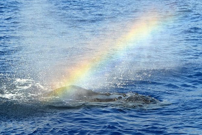 West Oahu Deluxe Whale Watching Sail - On Board Comfort: Seating, Restrooms, and That Premium Bar