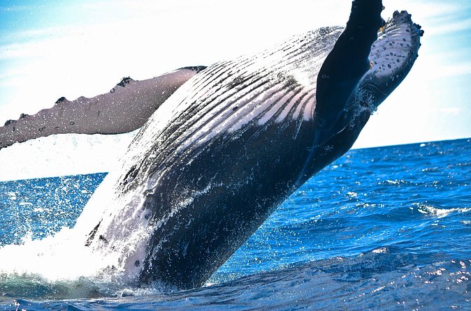 West Oahu Deluxe Whale Watching Sail - Extra Motivation: Free Re-ride If You Don’t See Whales