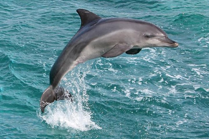 West Oahu Deluxe Whale Watching Sail - Price, Inclusions, and Value at $89 Per Person