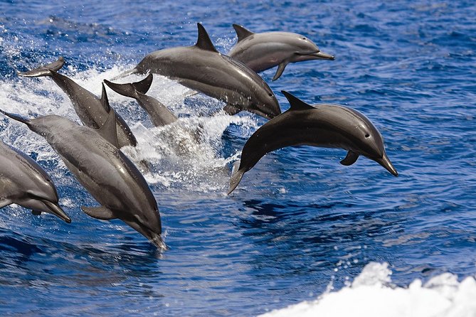 West Oahu Deluxe Whale Watching Sail - Booking Timing, Weather Reality, and Practical Planning