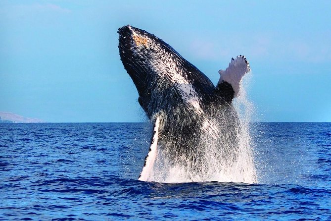West Oahu Deluxe Whale Watching Sail - Waiʻanae Small Boat Harbor to the Waianae Coast Views