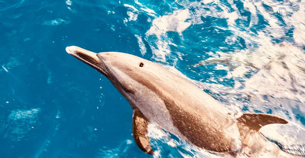 West O'ahu: Dolphin Watching and Snorkeling Catamaran Cruise - Key highlights you’ll feel on this cruise