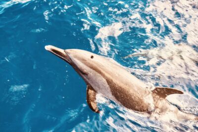 West O'ahu: Dolphin Watching and Snorkeling Catamaran Cruise - Getting There: Waikiki and Ko Olina Shuttles, Plus Waianae Pier A