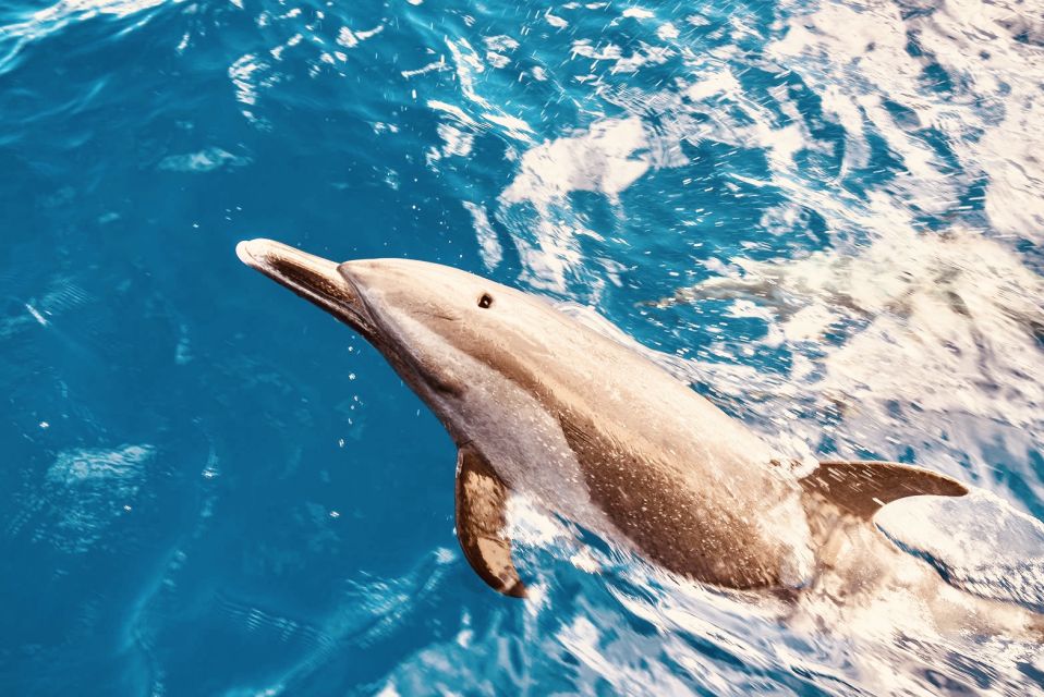 West O'ahu: Dolphin Watching and Snorkeling Catamaran Cruise - Getting There: Waikiki and Ko Olina Shuttles, Plus Waianae Pier A