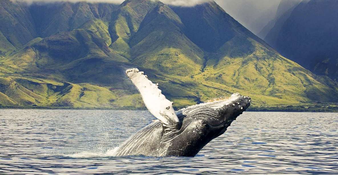 West Oahu: Eco-Friendly Whale Watching Cruise - Key Highlights You’ll Actually Feel on This Cruise
