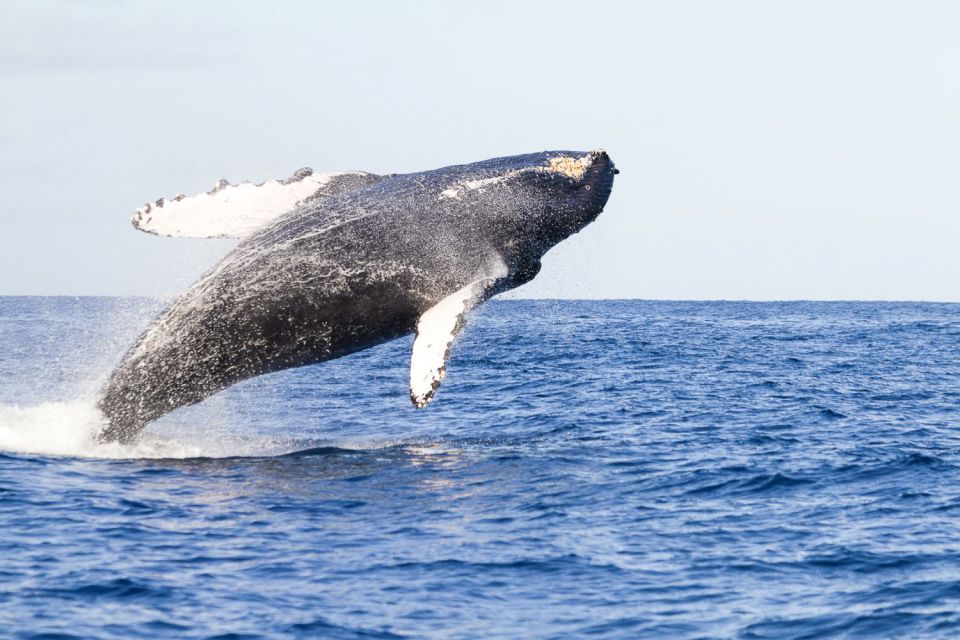 West Oahu: Eco-Friendly Whale Watching Cruise - West Oahu Is a Smart Place to Look for Humpbacks
