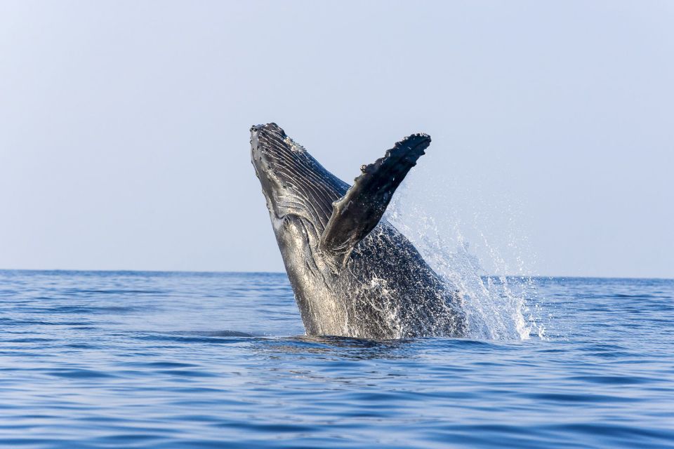 West Oahu: Eco-Friendly Whale Watching Cruise - The 1:30 PM Sail: How the Whale Watching Usually Feels