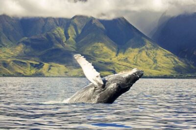 West Oahu: Eco-Friendly Whale Watching Cruise - Where the Cruise Starts: Waiʻanae Boat Harbor and What to Do First