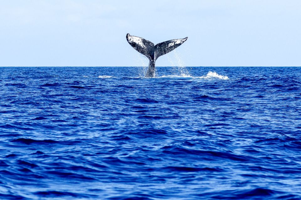 West Oahu: Eco-Friendly Whale Watching Cruise - The Guaranteed-Sightings Part: Why It Changes the Value