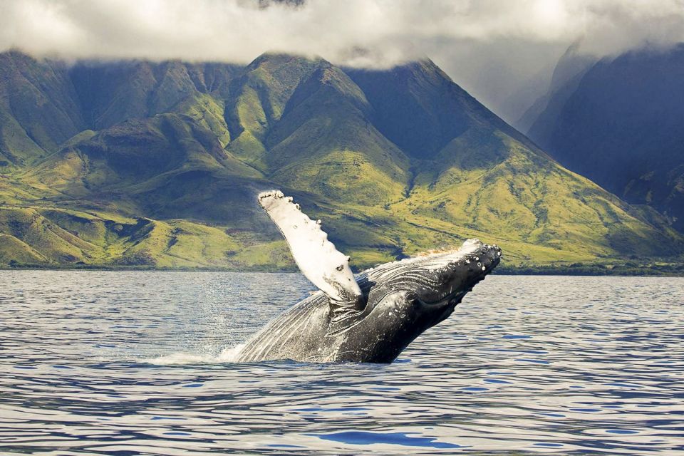 West Oahu: Eco-Friendly Whale Watching Cruise - Where the Cruise Starts: Waiʻanae Boat Harbor and What to Do First
