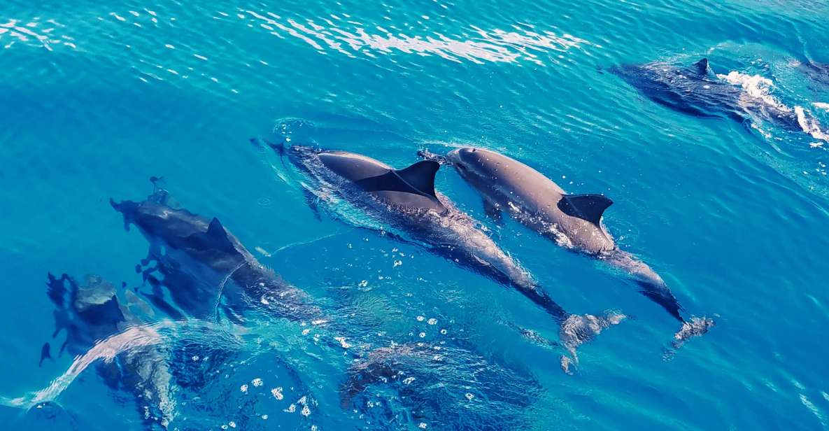 West O'ahu: Swim with Dolphins Catamaran Cruise - A Stable 40-Person Morning on West O’ahu