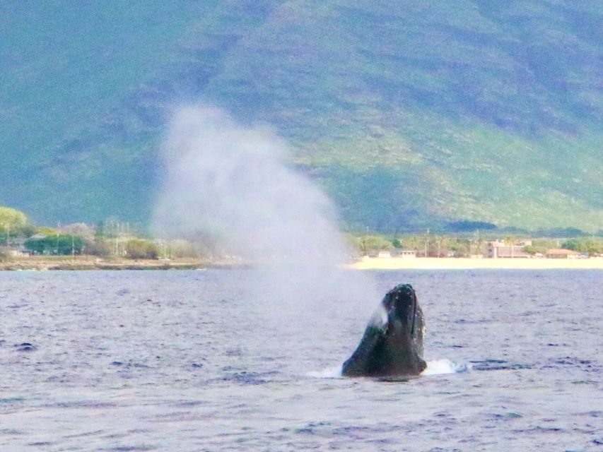 West O'ahu: Swim with Dolphins Catamaran Cruise - The Dolphin and Turtle Hunt: What You’re Actually Chasing