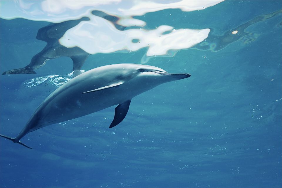 West O'ahu: Swim with Dolphins Catamaran Cruise - A Lunch Break With Ocean Views: Kalua Pork on the Water
