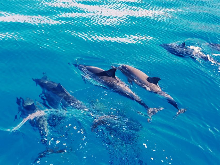 West O'ahu: Swim with Dolphins Catamaran Cruise - Price and Value: Is $187 Worth It?