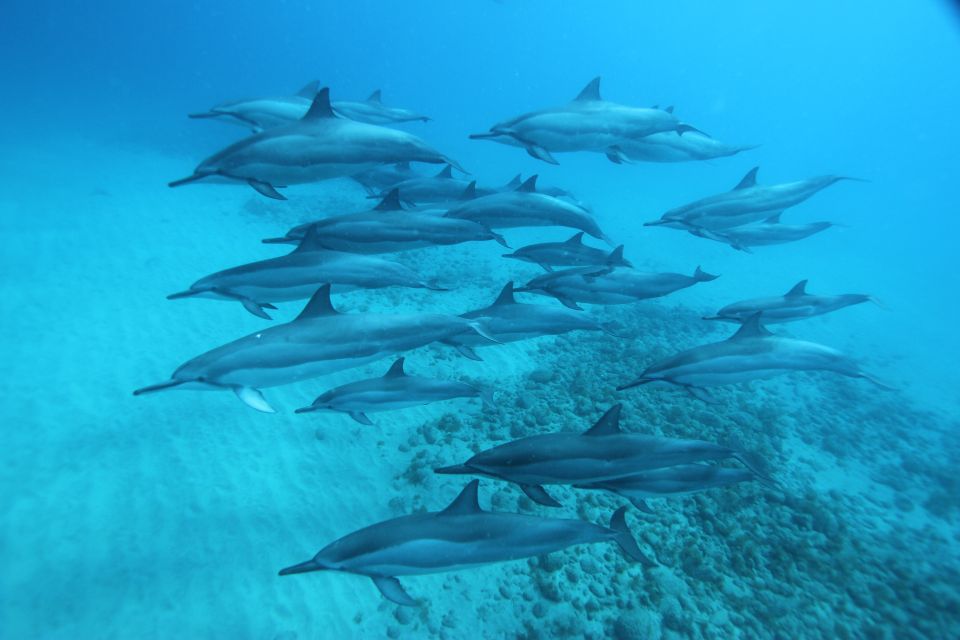 West O'ahu: Swim with Dolphins Catamaran Cruise - Getting to the Boat: Hotel Shuttles and Pier A Timing