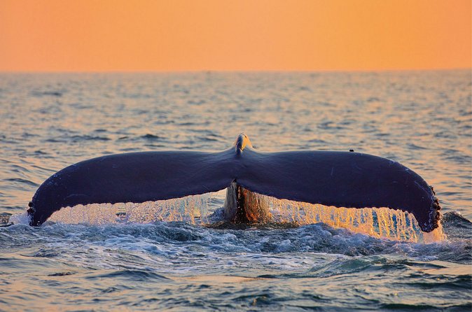 Whale & Dolphin Watching, Turtle Snorkeling - On-Board Basics: Shoes Off, No Bananas, And Other Rules