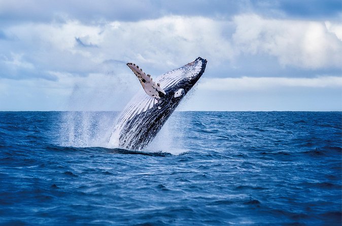 Whale & Dolphin Watching, Turtle Snorkeling - The Boat Ride Experience: What You’ll See While Cruising